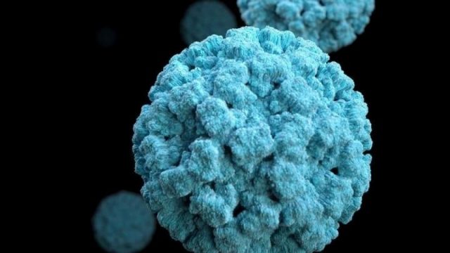 Qué Es El Virus Nipah Y Por Qué Ha Puesto En Alerta A La Oms