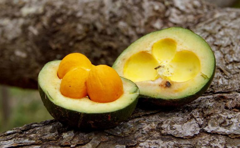 El superalimento que evita que se te caiga el pelo y ayuda a adelgazar