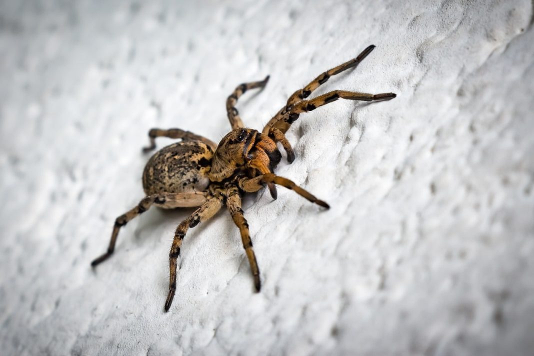 Las arañas venenosas de España