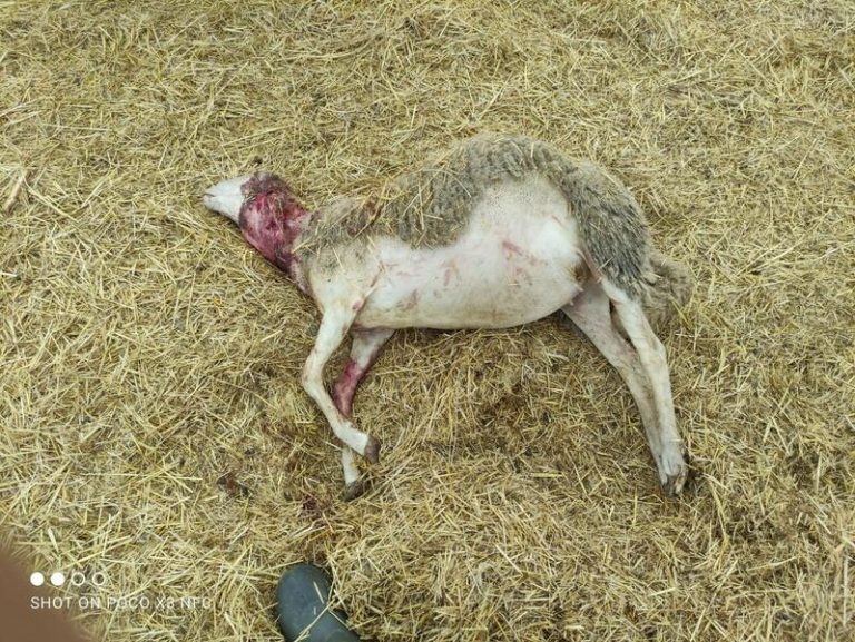 Galicia, Cantabria, CyL y Asturias piden a Bruselas que reconsidere la protección del lobo