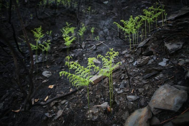 La Xunta indica que las lluvias de los últimos días no provocan arrastre de ceniza de los incendios