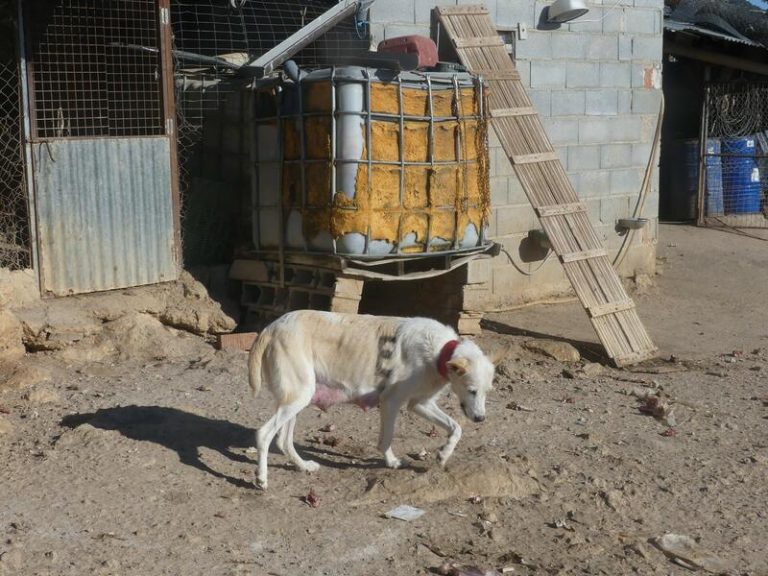 PACMA avisa a Sánchez de que la sociedad «no le va a perdonar» que convierta a los canes de caza en «perros de segunda»