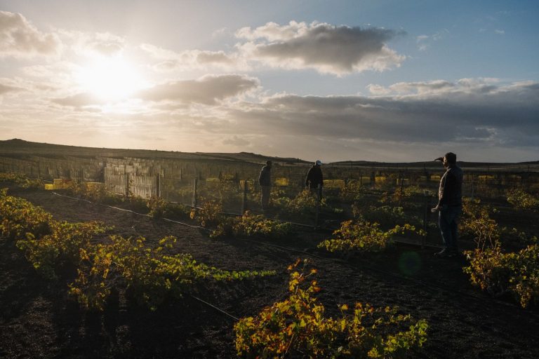 El Grifo: una vendimia en invierno para conseguir un vino histórico