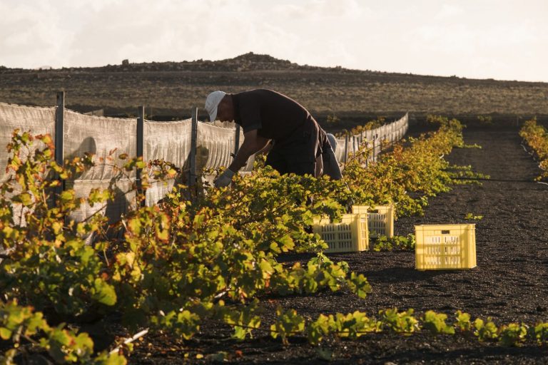 La vendimia francesa, una oportunidad «de oro» para los jornaleros, que abandonan España