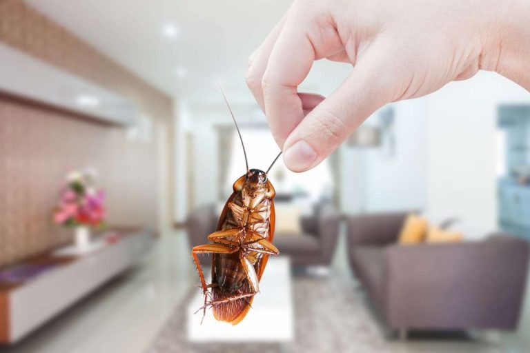El ingrediente de la cocina que acabará con las cucarachas para siempre