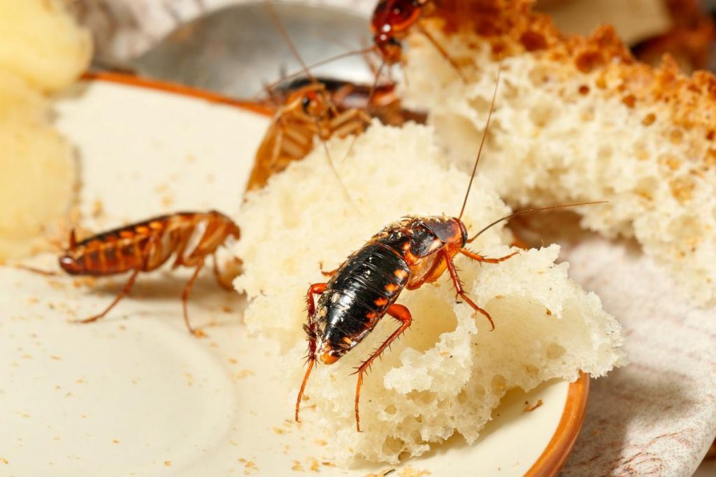 ¿Qué Es La Cocina?
