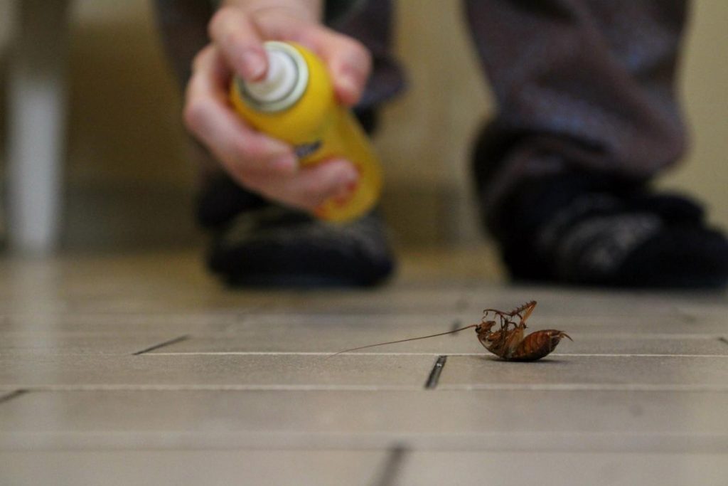 ¿Cuál Es La Evolución De La Cucaracha?