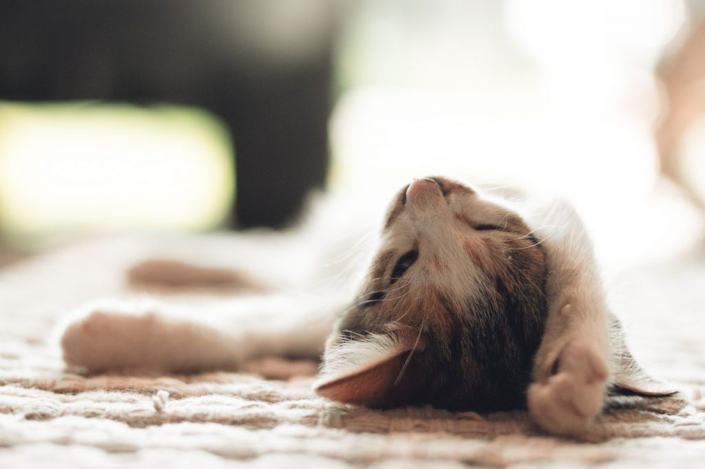 El Perro O Gato Podría Acelerar La Alergia