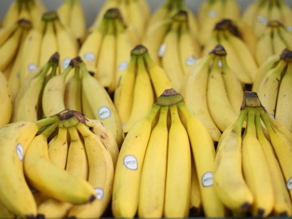 El Plátano Protege La Vista