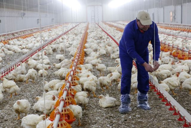 Las granjas de pollos piden auxilio al Estado para asegurar su supervivencia