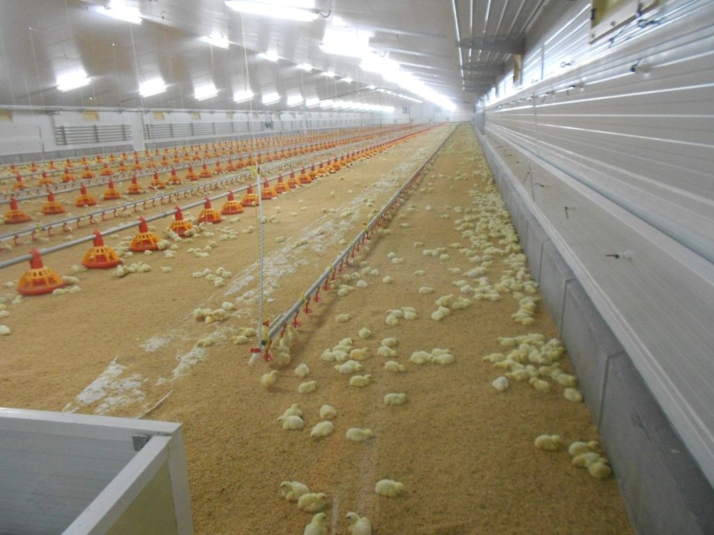 granjas de pollos