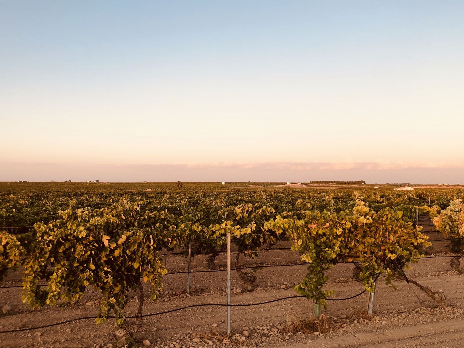 Foto Selfietour Ruta Del Vino De La Mancha 7