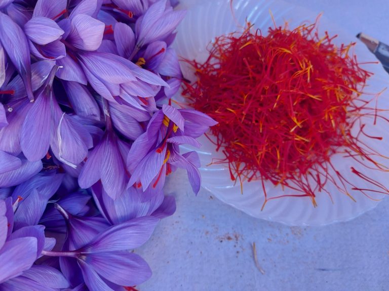 Azafrán, el Oro Rojo de la Mancha: un tesoro para palpar y celebrar al menos una vez en la vida