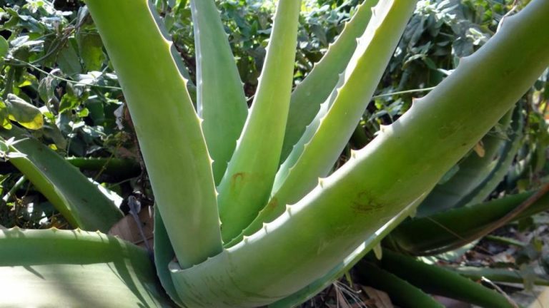 Los usos del aloe vera de los que no tenías ni idea