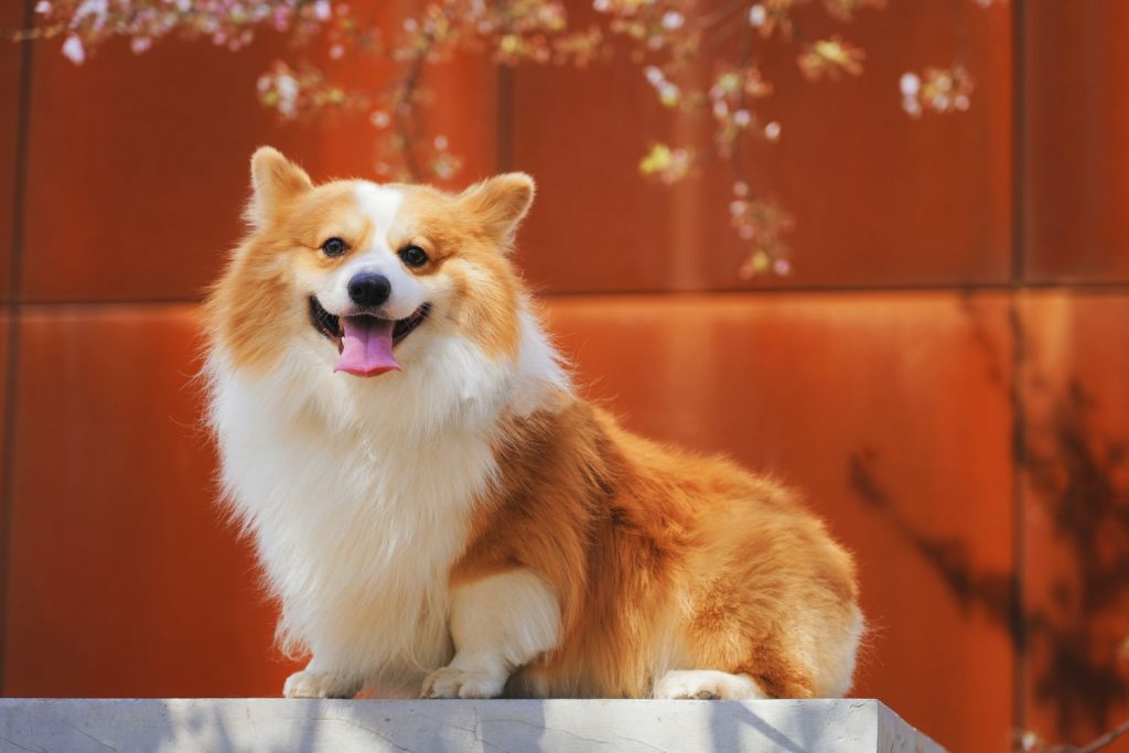 Razas De Perro Que Puedes Llevar En Ave
