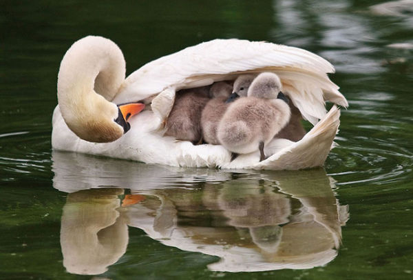 Tiernas imágenes de amor animal