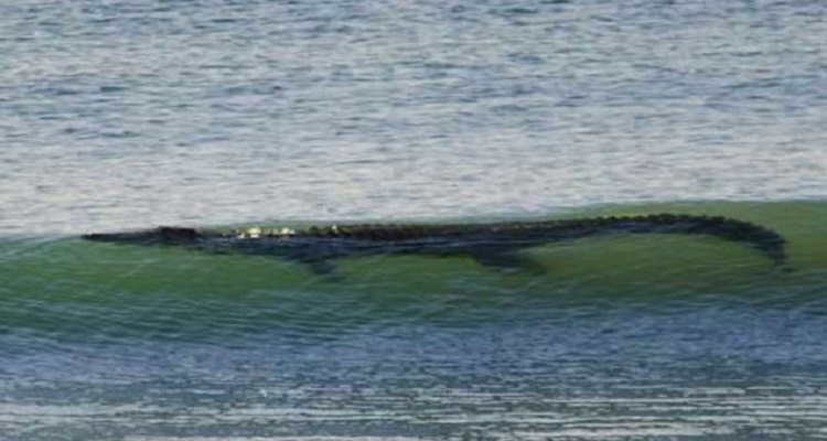 Cocodrilos En El Mar Y Otros Espectaculares Animales Que Te Puedes Encontrar En Australia