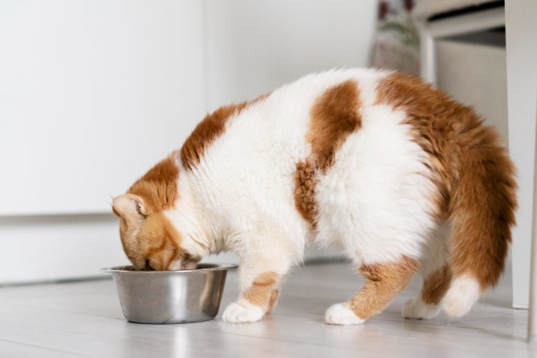 Cupón descuento Naku en comida para perros y gatos – Noticias Empresariales
