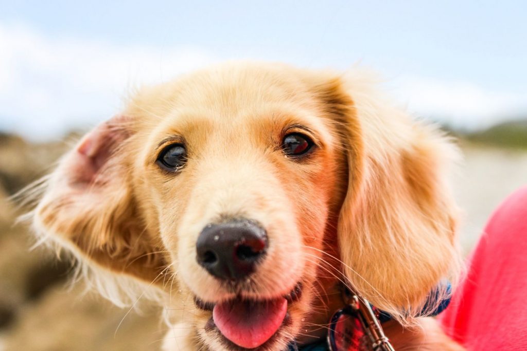 Razas De Perro Que Puedes Llevar En Ave