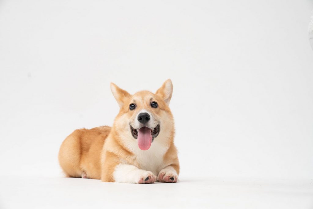 Razas De Perro Que Puedes Llevar En Ave