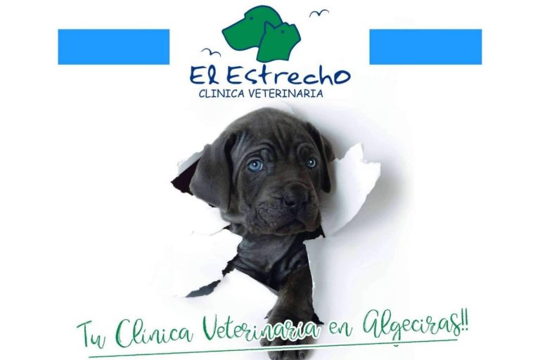Terapias que aplican ozono, en el centro veterinario El Estrecho