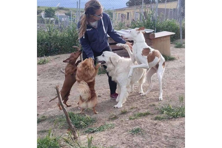 La guardería de día PERROBUENO en Madrid ofrece la oportunidad de ir de vacaciones para perros