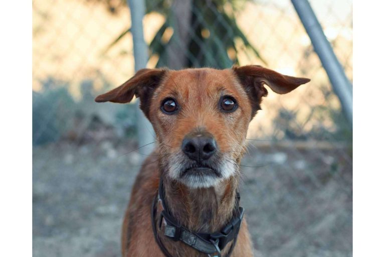 ¿Cuándo es buen momento para adoptar un perro?