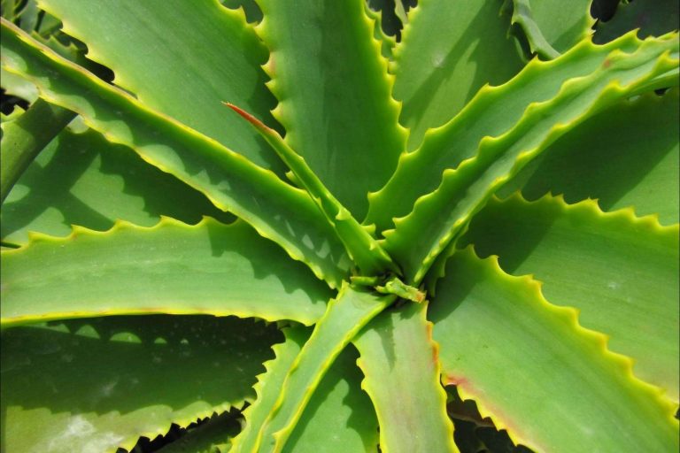 Natukey indica todos los beneficios de los ingredientes de la cosmética natural