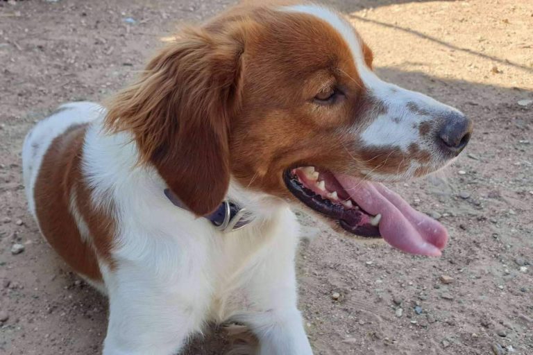 Según la legislación para el bienestar animal, la Asociación Española Perros de Apoyo ofrece ayudas