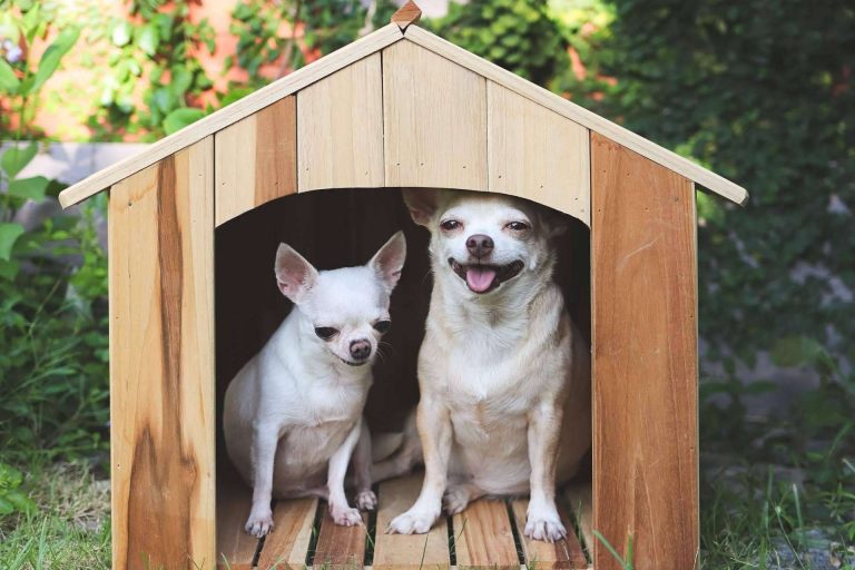 Cachorros del Valle explica algunas características sobre los chihuahuas