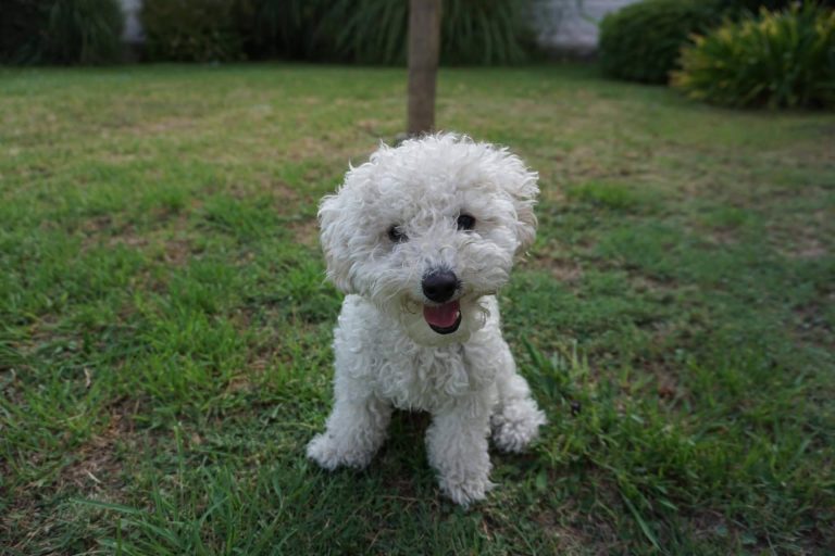 Todo lo que hay que saber acerca de los perros caniches, de la mano de DeCaniches.com