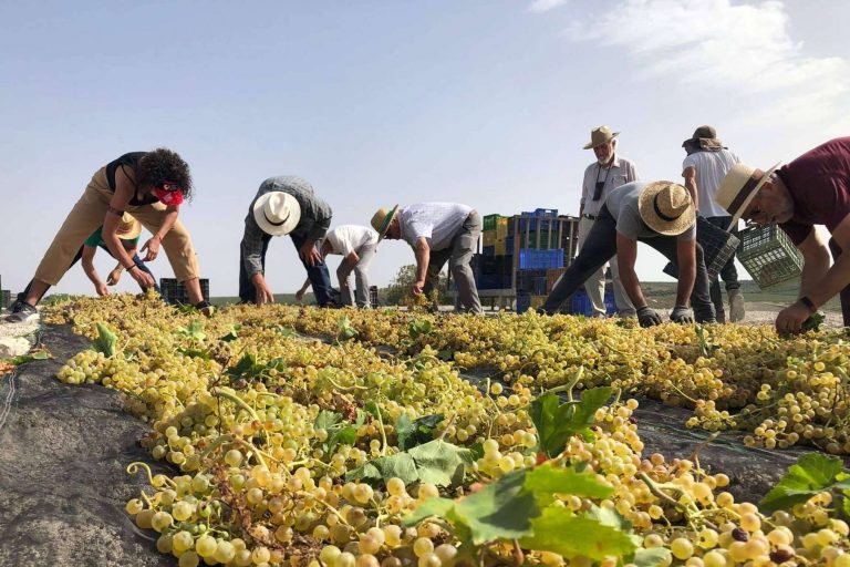 Producción de vino ecológico en España, con Bodegas Robles