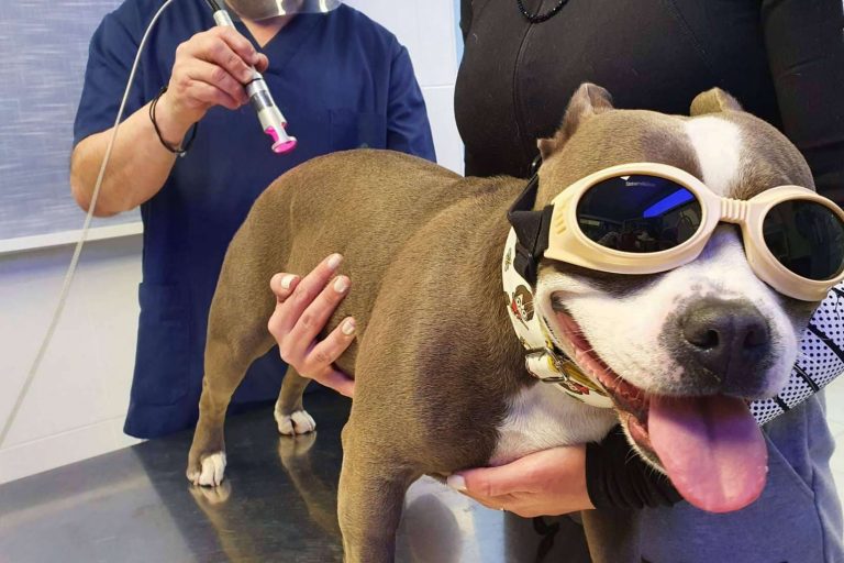 Laserterapia en clínica de pequeños animales
