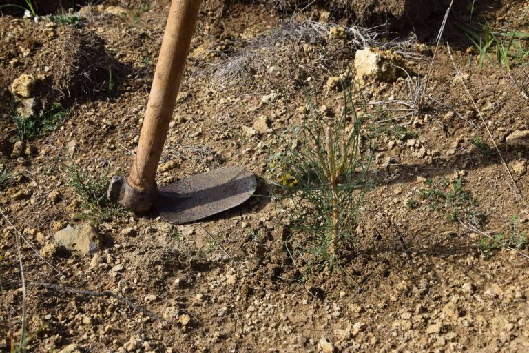 CO2 GESTIÓN, un equipo de ingenieros forestales al servicio de la creación y el mantenimiento de bosques corporativos