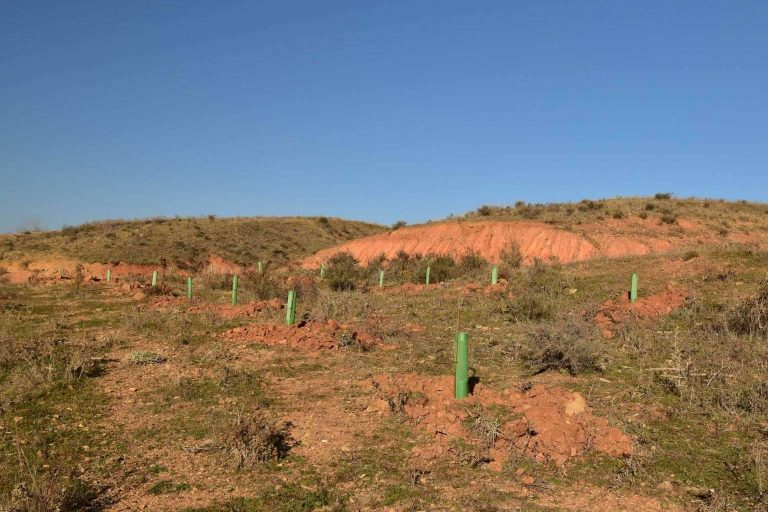 El referente nacional CO2 GESTIÓN colabora en la creación de bosques sostenibles