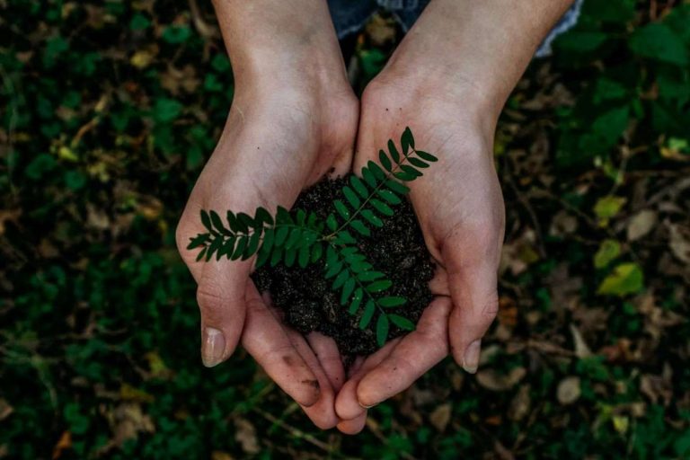 Las opiniones de Lyconet y MyWorld mejoran por su compromiso con el medioambiente