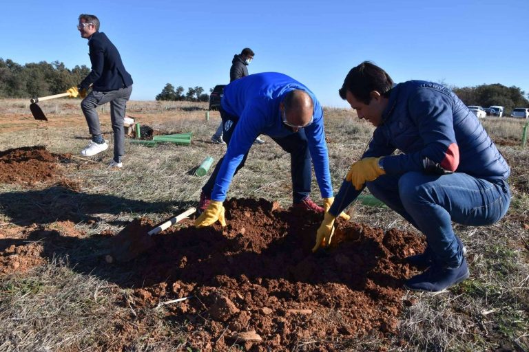 Beneficios que aportan los planes de RSC medioambientales, la plantación de árboles y apadrinamiento de bosques