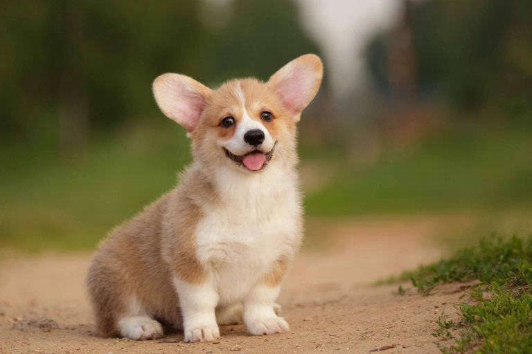 Central del Cachorro, el espacio donde encontrar una mascota sana y feliz