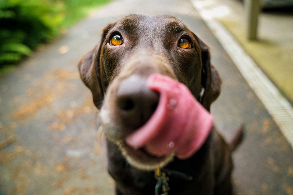 Razas De Perro Que Puedes Llevar En Ave