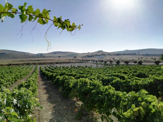 Vendimia Vinos