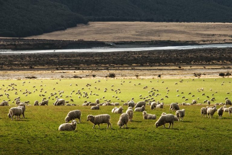 La oveja de raza Merina sigue pastando en nuestros campos