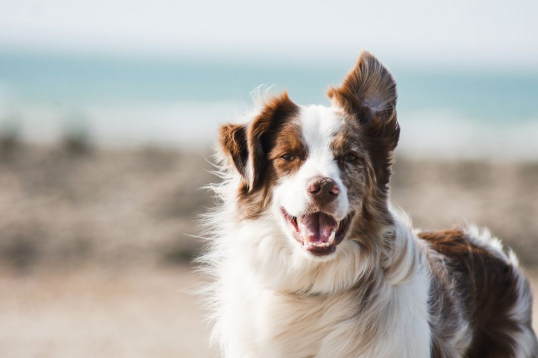 Razas de perro que puedes llevar en AVE