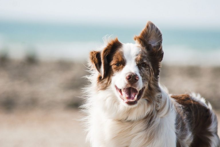 Razas de perro que puedes llevar en AVE