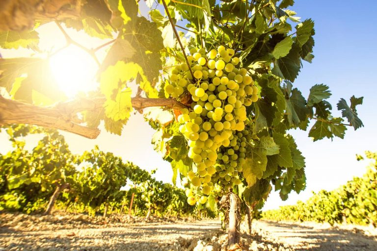 Ruta del Vino de La Mancha, una vendimia de impresión en el mayor viñedo del mundo