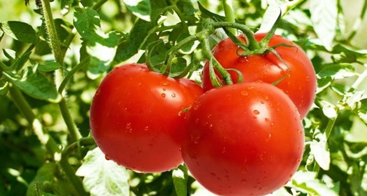 Tomate Frutos Rojos