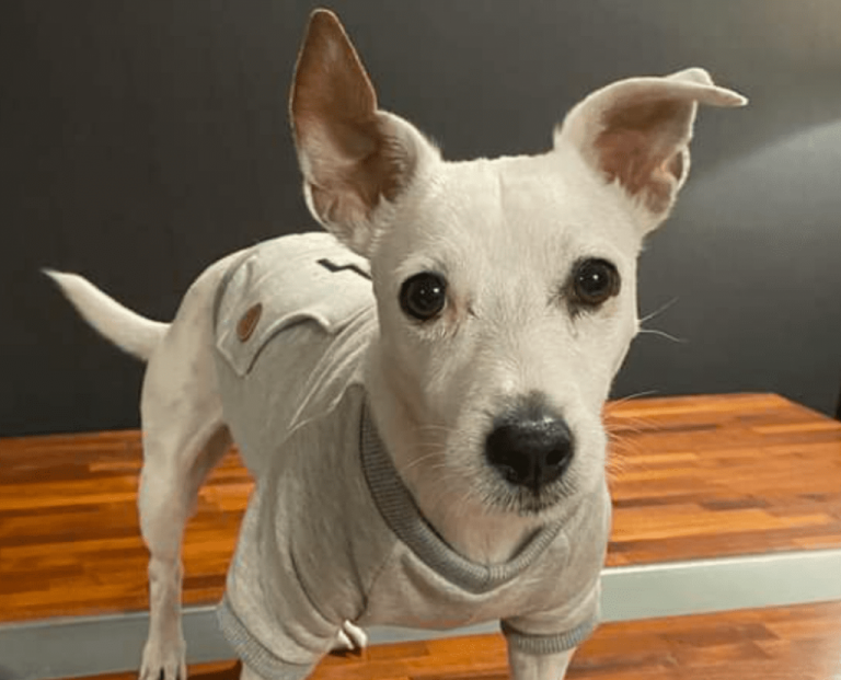 Trompatrompita, el último fenómeno perruno de las redes sociales – Noticias Empresariales