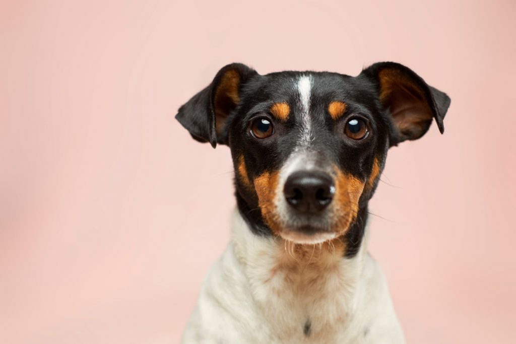 Razas De Perro Que Puedes Llevar En Ave