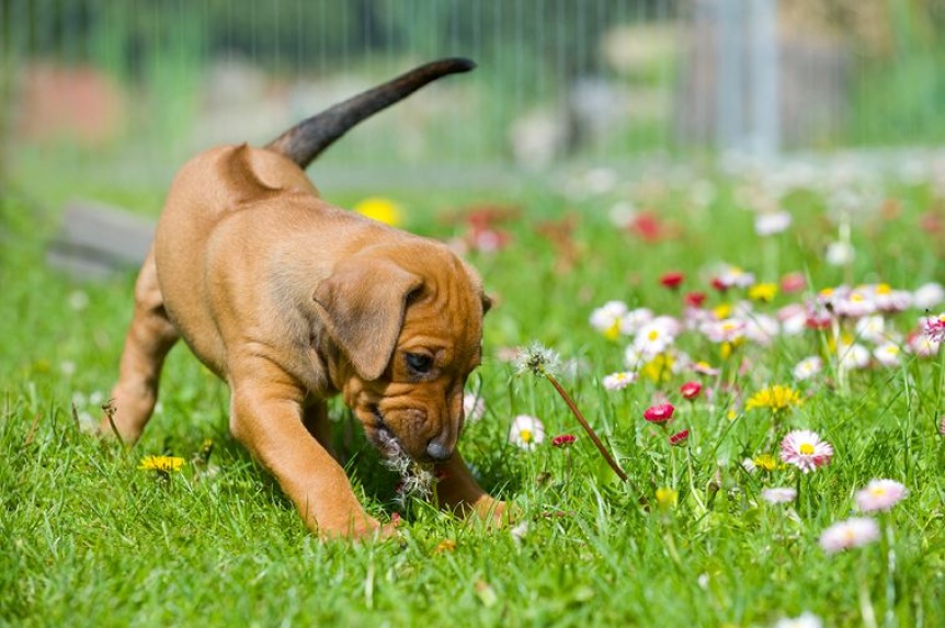 Mascotas que arruinan tu jardín: Los motivos detrás de este comportamiento