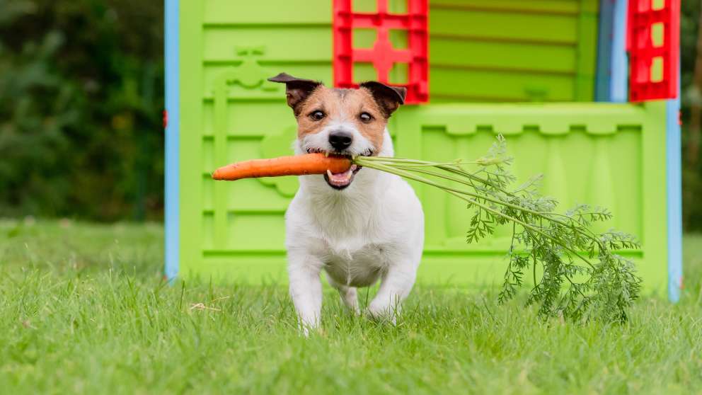 La personalidad de tu mascota