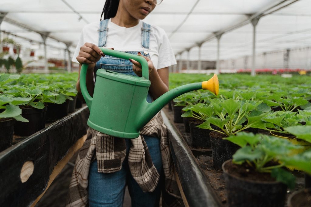 En estas situaciones puedes regar las plantas en la noche